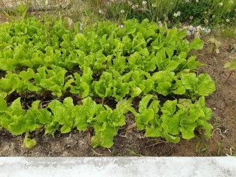 상추 재배 모종활착 일조량 관리 잎따기 방법_4