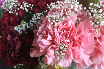 카네이션 화분 오래 기르고 싶어요. 물주기/토양관리/성장관리