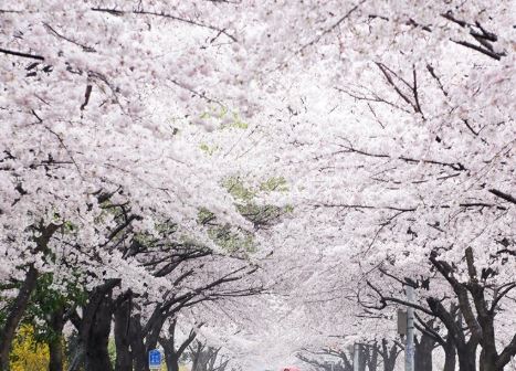 안동 벚꽃 명소