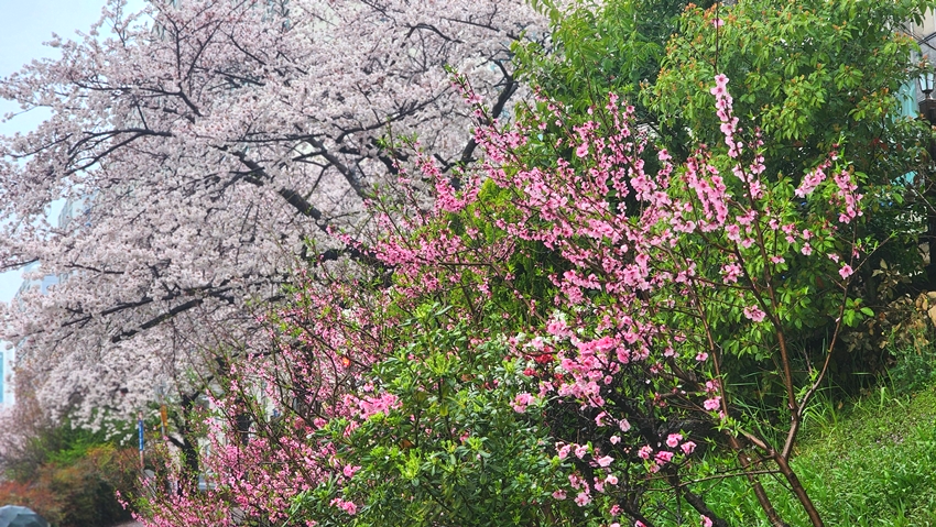 온천천 벚꽃