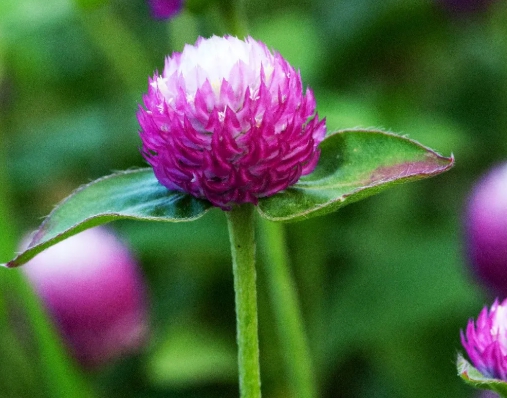 가을 꽃-천일홍