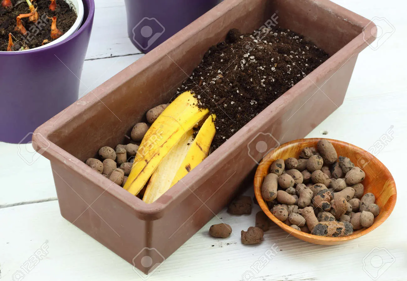 바나나 껍질 비료 활용 희석사용시기 냄새방지 천연영양 가이드_8