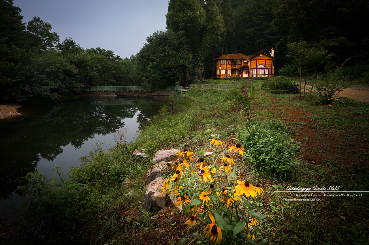 #논산 #벌곡 #온빛자연휴양림 #온빛 #연못 #꽃 #메타쉐콰이어