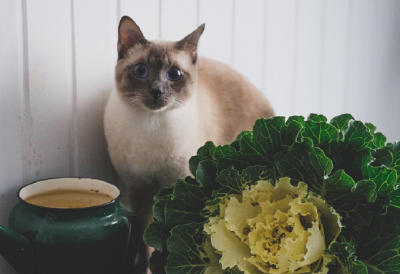 고양이와 양배추