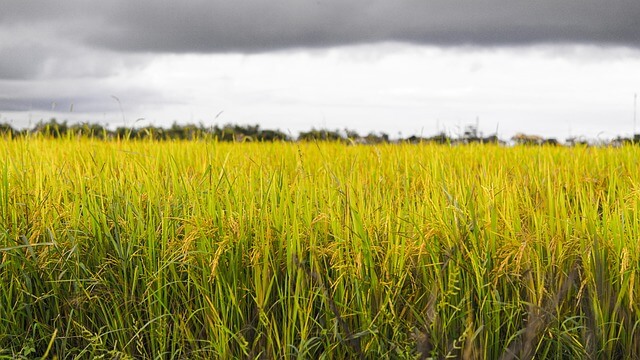 농경학적으로 본 장단점