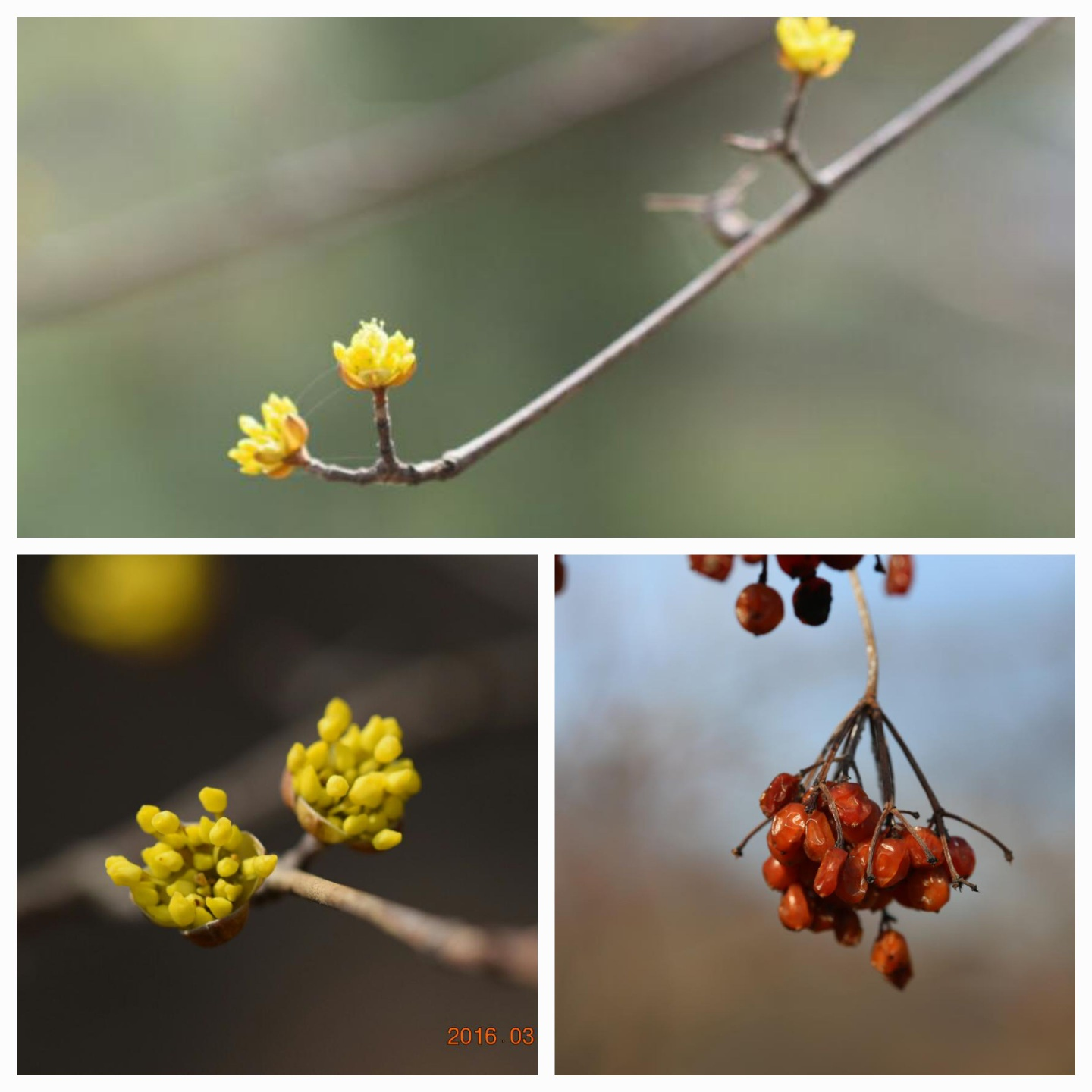 산수유꽃과 열매
