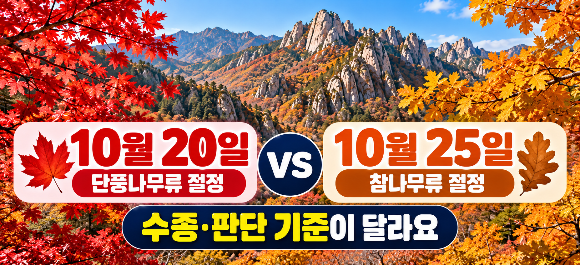 설악산 단풍 10월 20일과 25일 비교