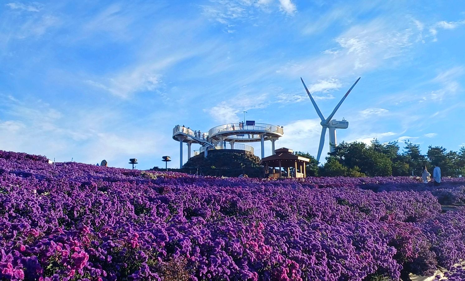파란하늘 전망대 아스타국화