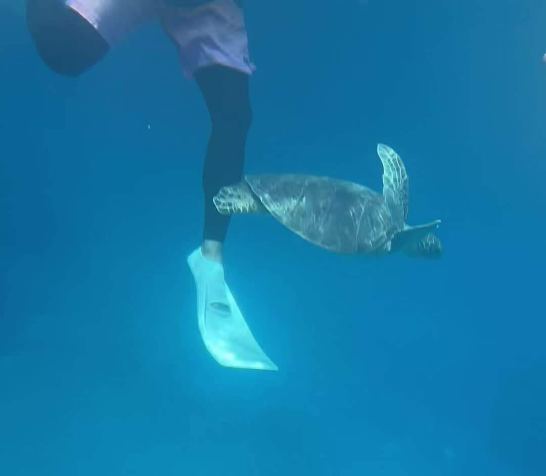 오키나와 거북이 투어