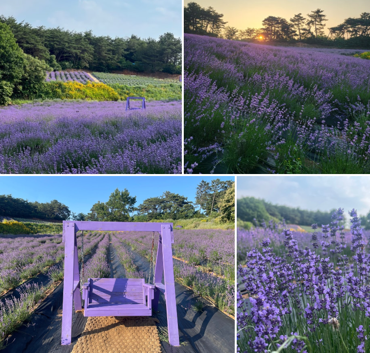 고창 청농원 라벤더시즌 축제 일정 입장료 주차장(출처-홈페이지)