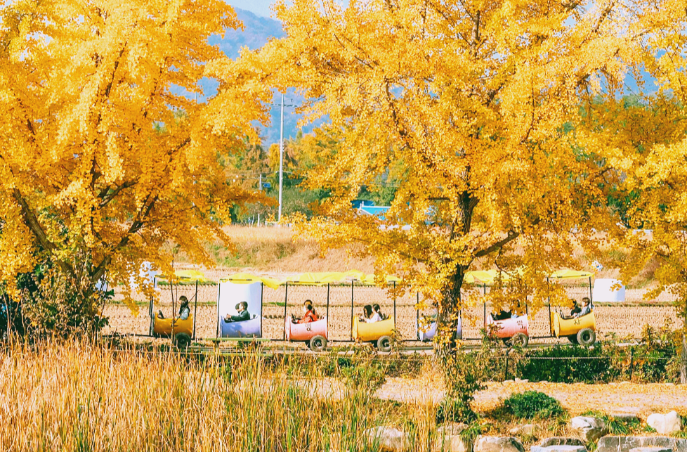 노랗게 물든 은행나무와 깡통열차