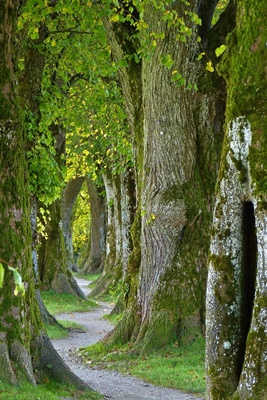 숲해설가 자격증 국비지원