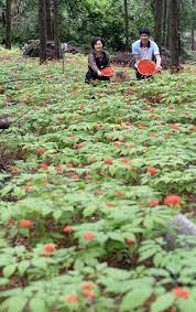 거창 산양삼축제와 함께하는 거창한 전국 가요제