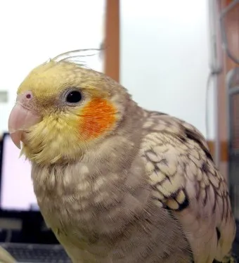 앵무새 분양 가격 키우기 분양 수명 먹이 성격 종류_9