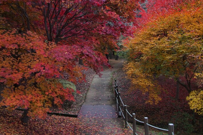 청남대 가을축제 : 단풍·국화·호수가 어우러진 청주의 대표 가을 명소!