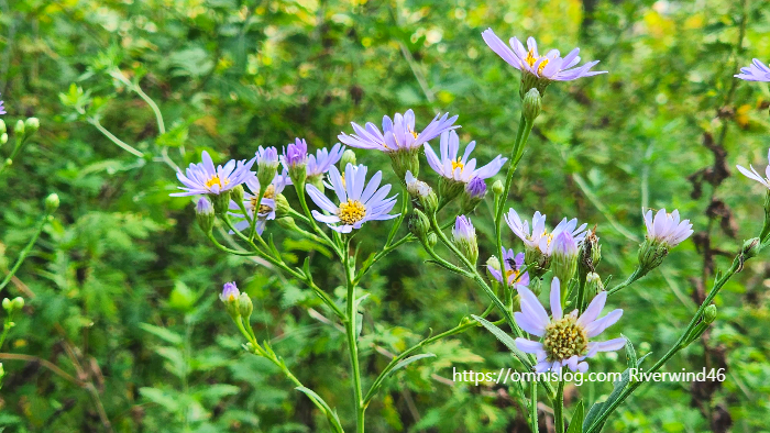 늦개미취 ,Aster tataricus. ,자원(紫菀)