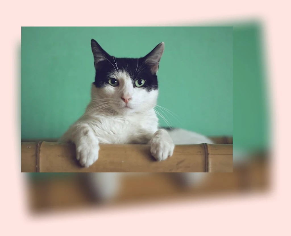 고양이 드라이룸_1_subsection