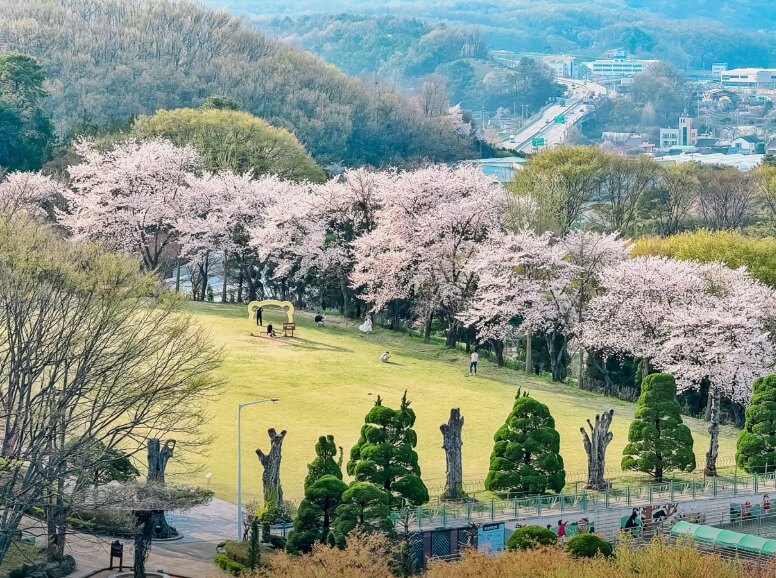 세종 베어트리파크 봄꽃2