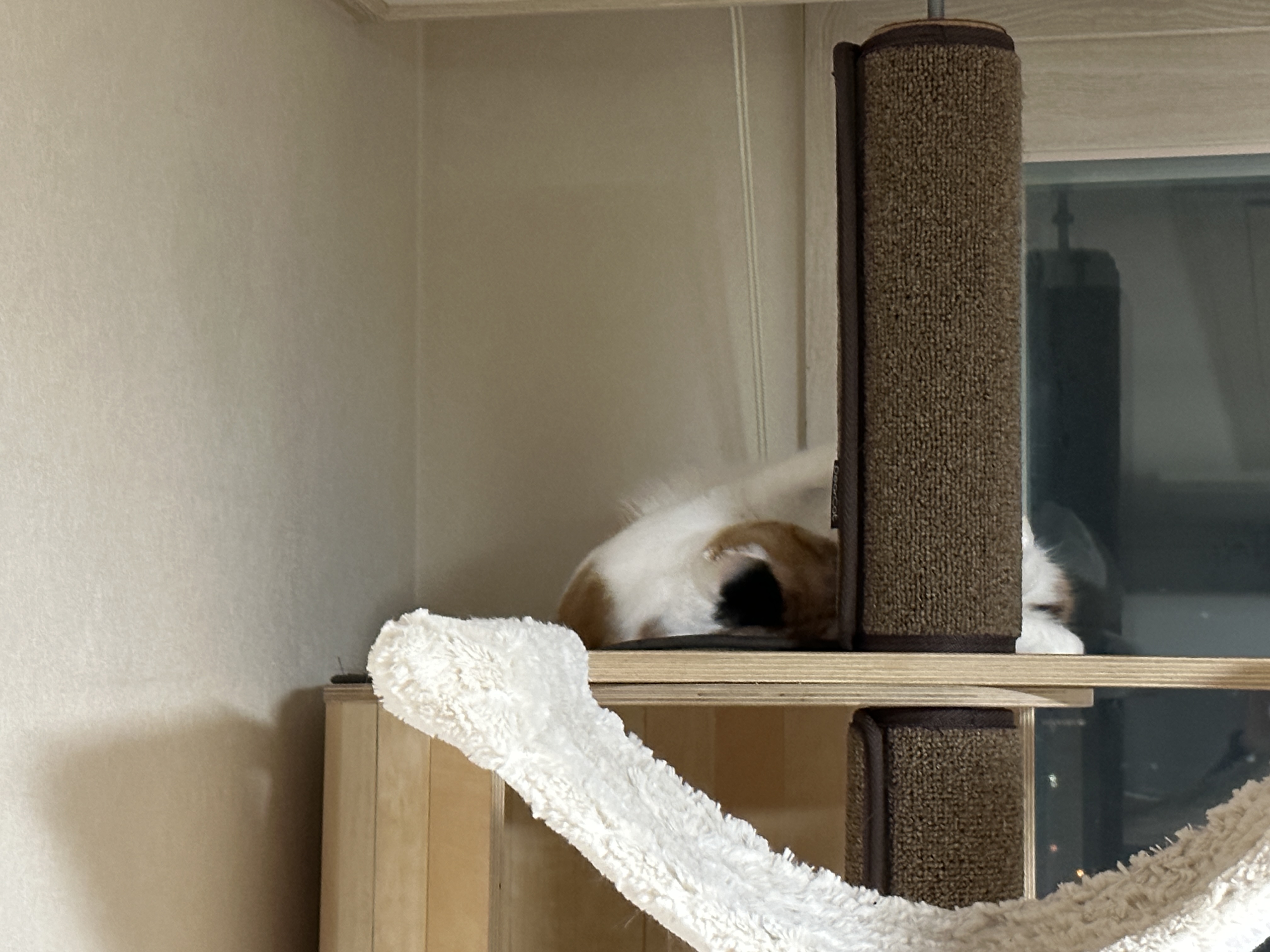 이른 새벽.. 요미에게 그분이 오셨다. (feat. 사차원 아기맹수와 호야)