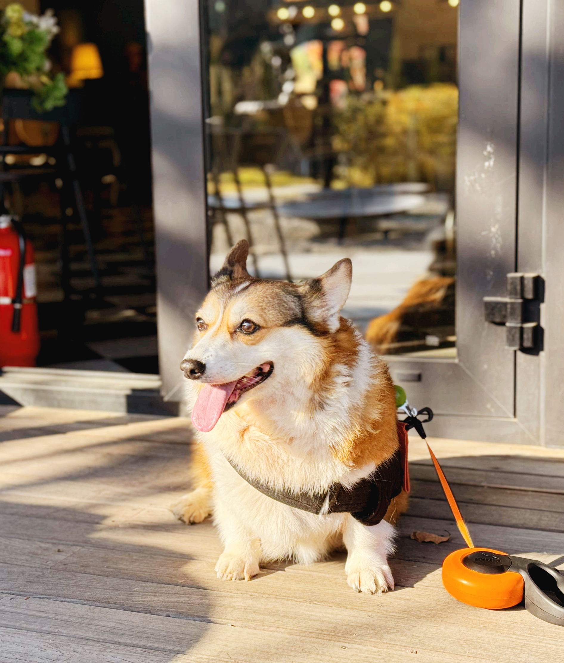 예측 스트레스를 가진 반려동물이 보내는 미세 행동 신호 20가지: 외출·분리 상황을 조기 감지하는 보호자 가이드