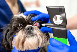 강아지 백내장사진/출처:어도비스톡