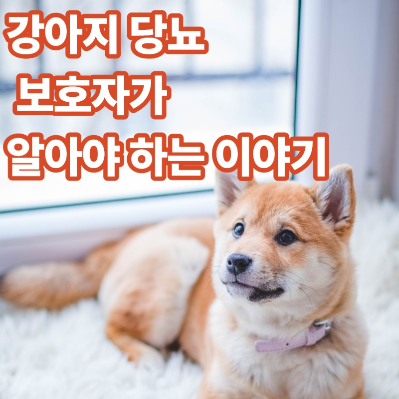 강아지 당뇨, 보호자가 알아야 하는 이야기