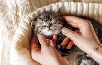 고양이 꿈해몽