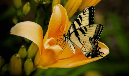 함평 나비축제 기간 및 입장료