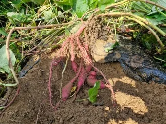 중부지방 고구마 수확시기 핵심 체크_18