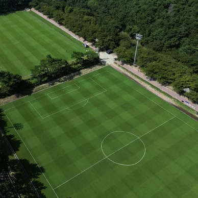 울산 난지형 잔디