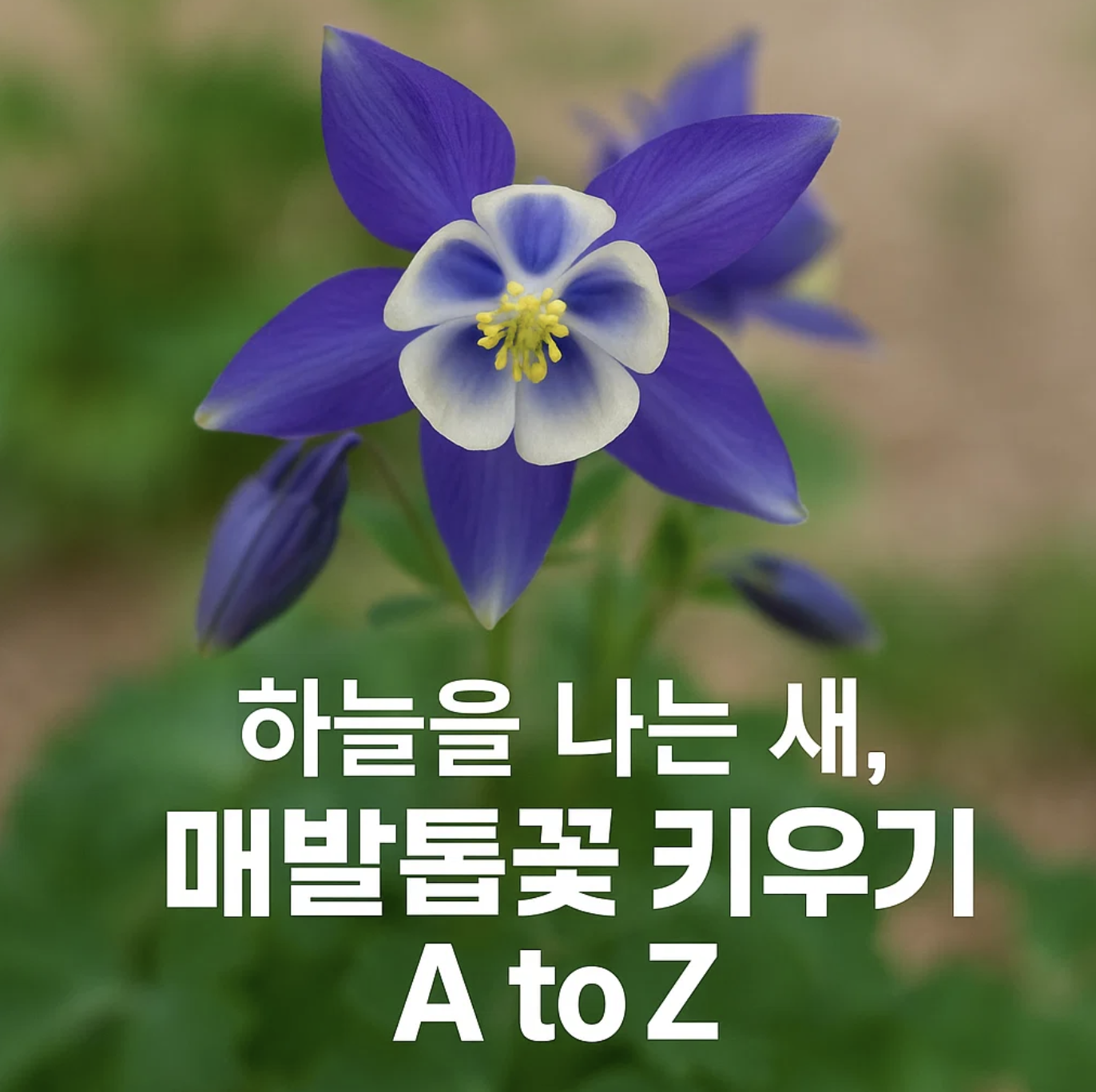 하늘을 나는 새, 매발톱꽃 키우기 A to Z