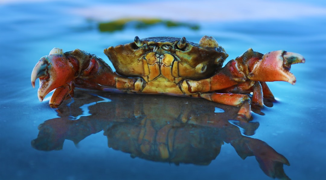 Crab