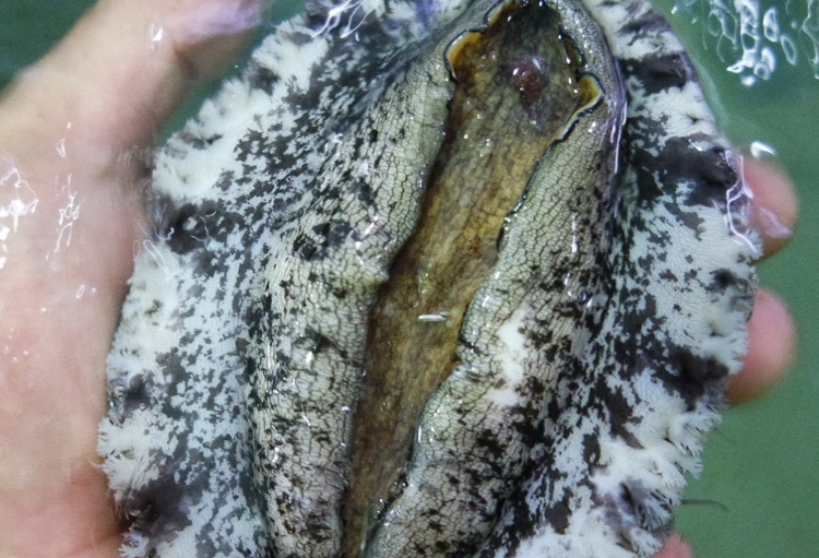 전복 효능