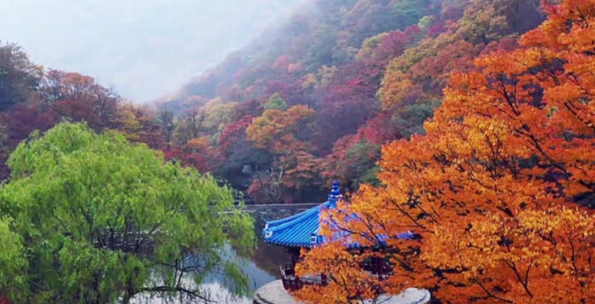 내장산 단풍