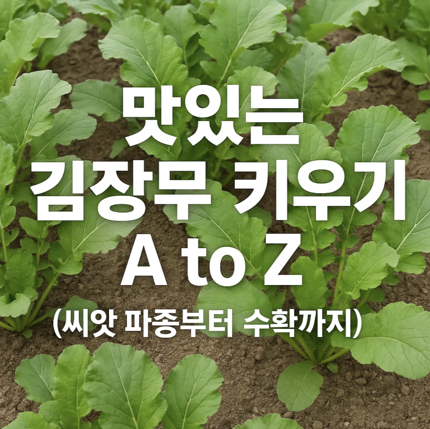 맛있는 김장무 키우기 A to Z (씨앗 파종부터 수확까지)