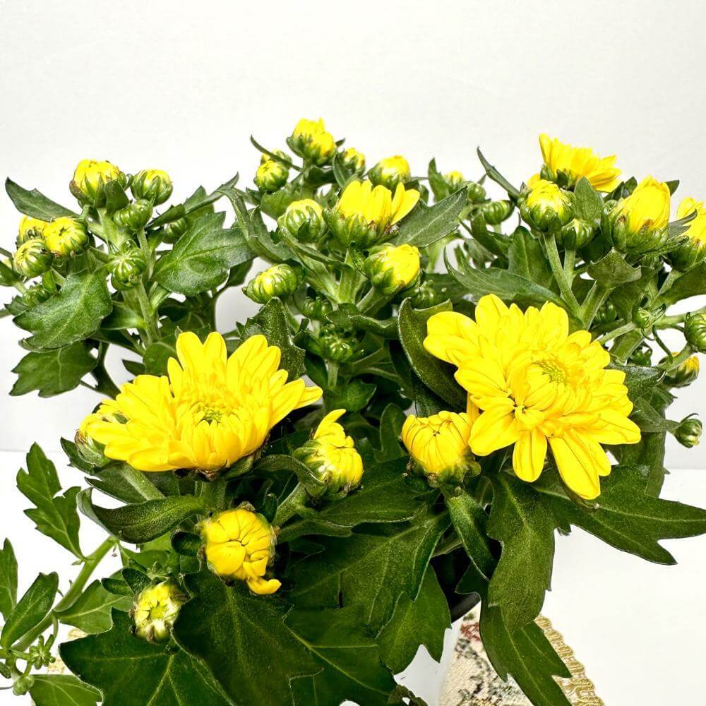 반려식물의 심리적 효과