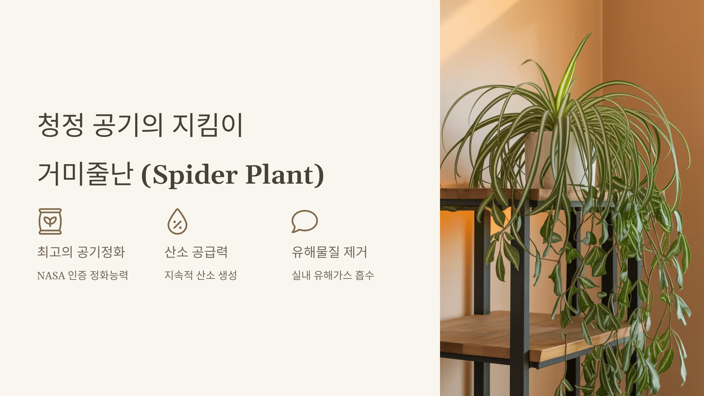 거미줄난 (Spider Plant)