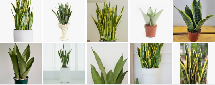 산세베리아