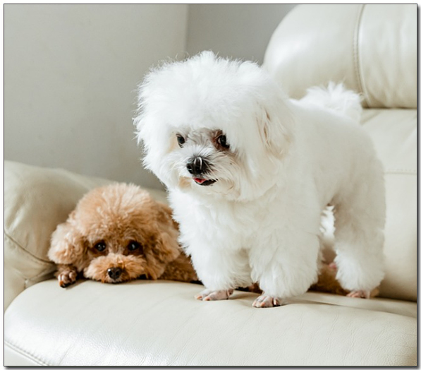 μΌνμ μλ λλ§λ¦¬ νΈλ€