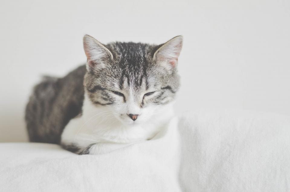 고양이 나이 계산