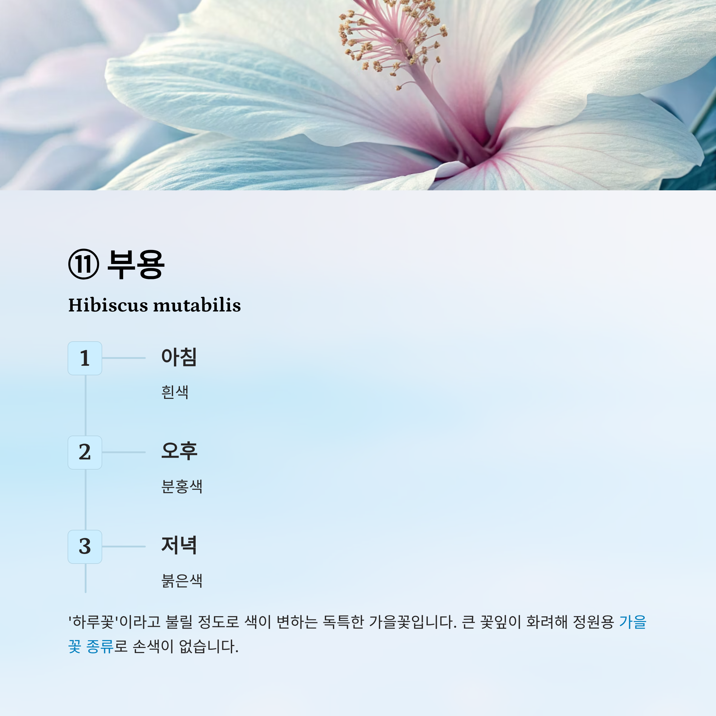가을꽃 종류 알아보기