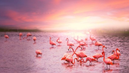 플라밍고