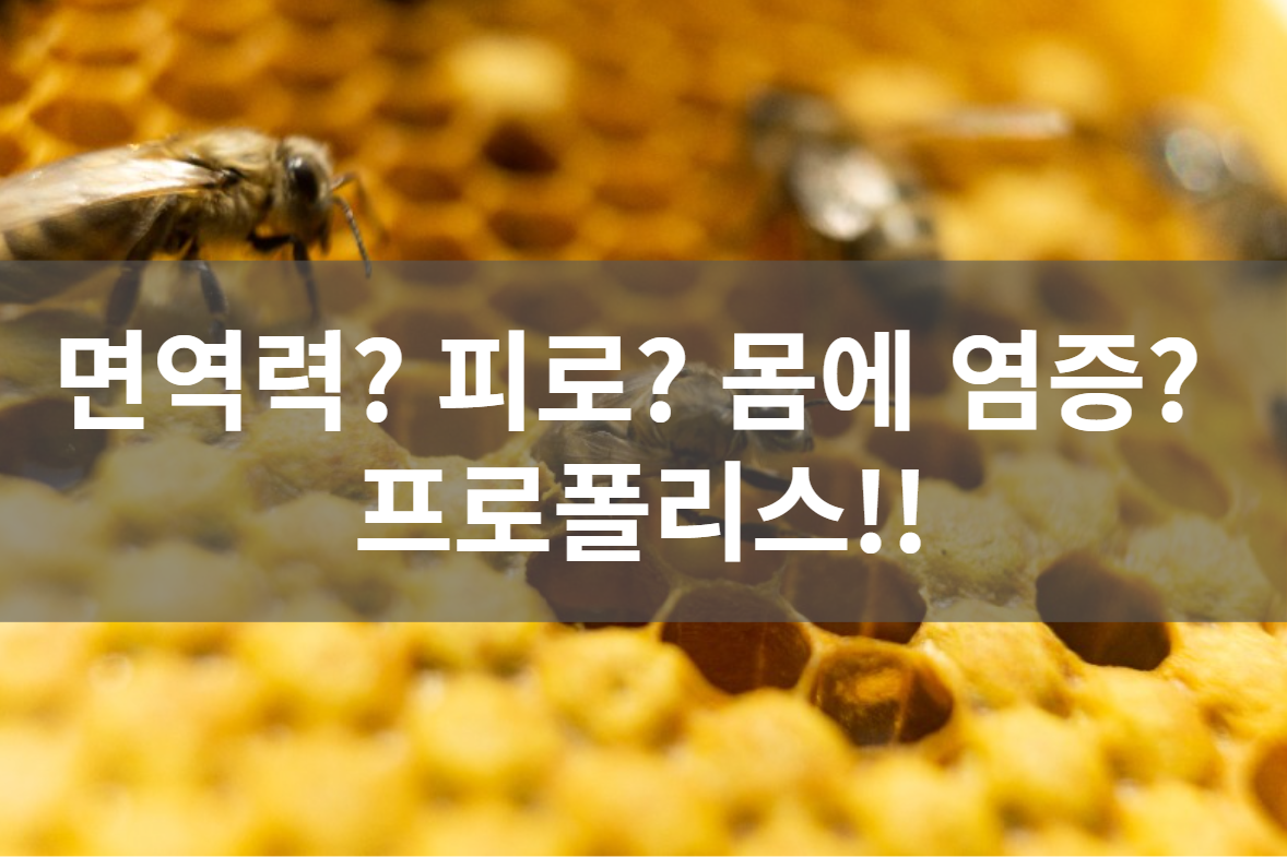 프로폴리스 면역력&#44; 피로&#44; 염증개선