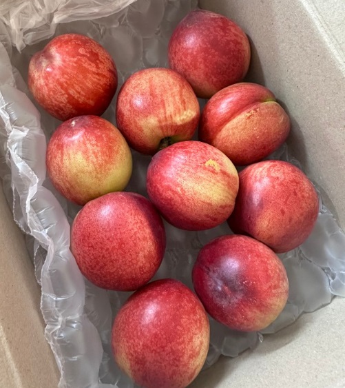 영천-대극천-복숭아-신비복숭아-그리미농원