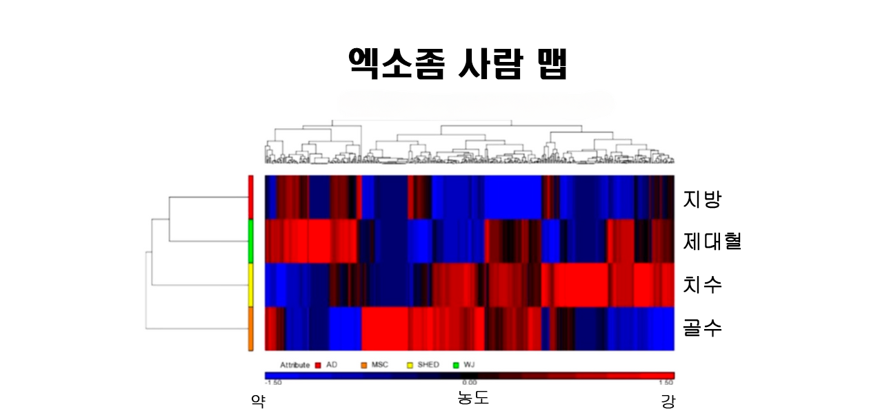 줄기세포 워튼제리 엑소좀