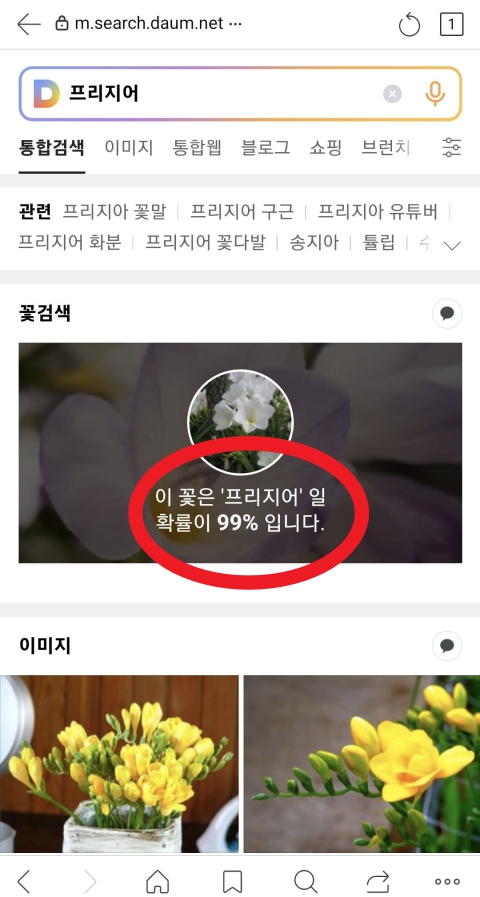 프리지어-다음-꽃검색-결과