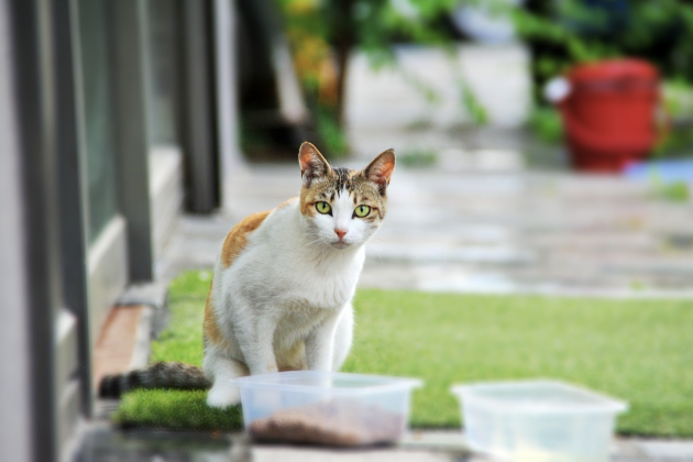 고양이와의 첫 만남 이야기 & 독자 사연 모집