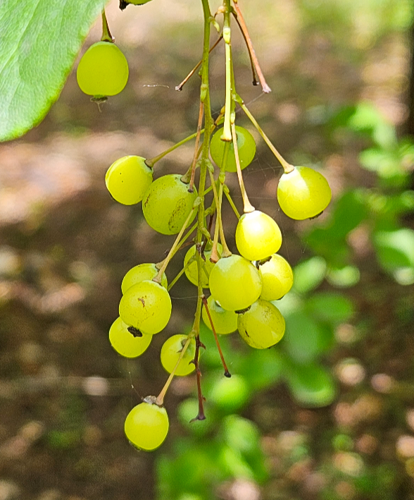 매자나무 열매1