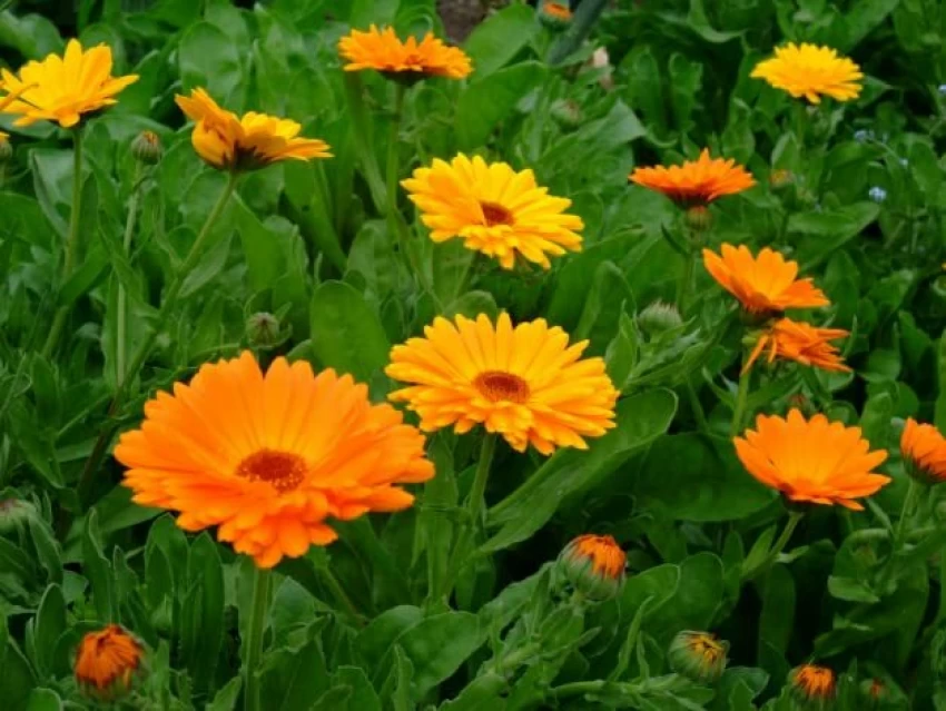 기분 좋은 향기의 일년생 식물