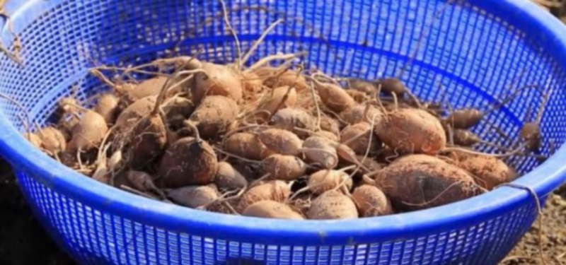 아피오스 재배 및 수확 방법 